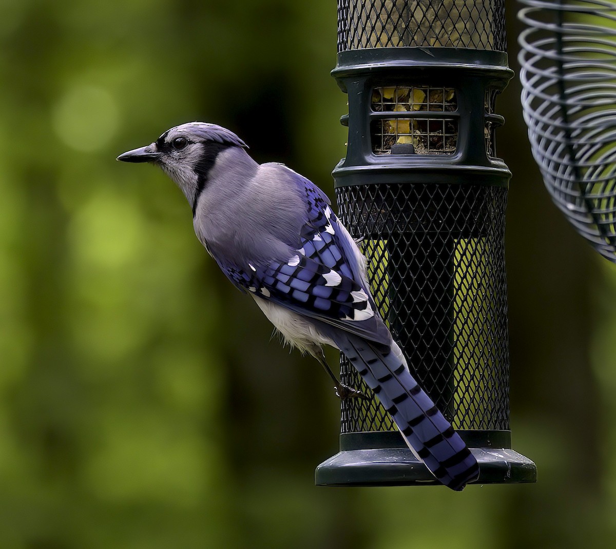 Blue Jay - Mandy Talpas -Hawaii Bird Tours