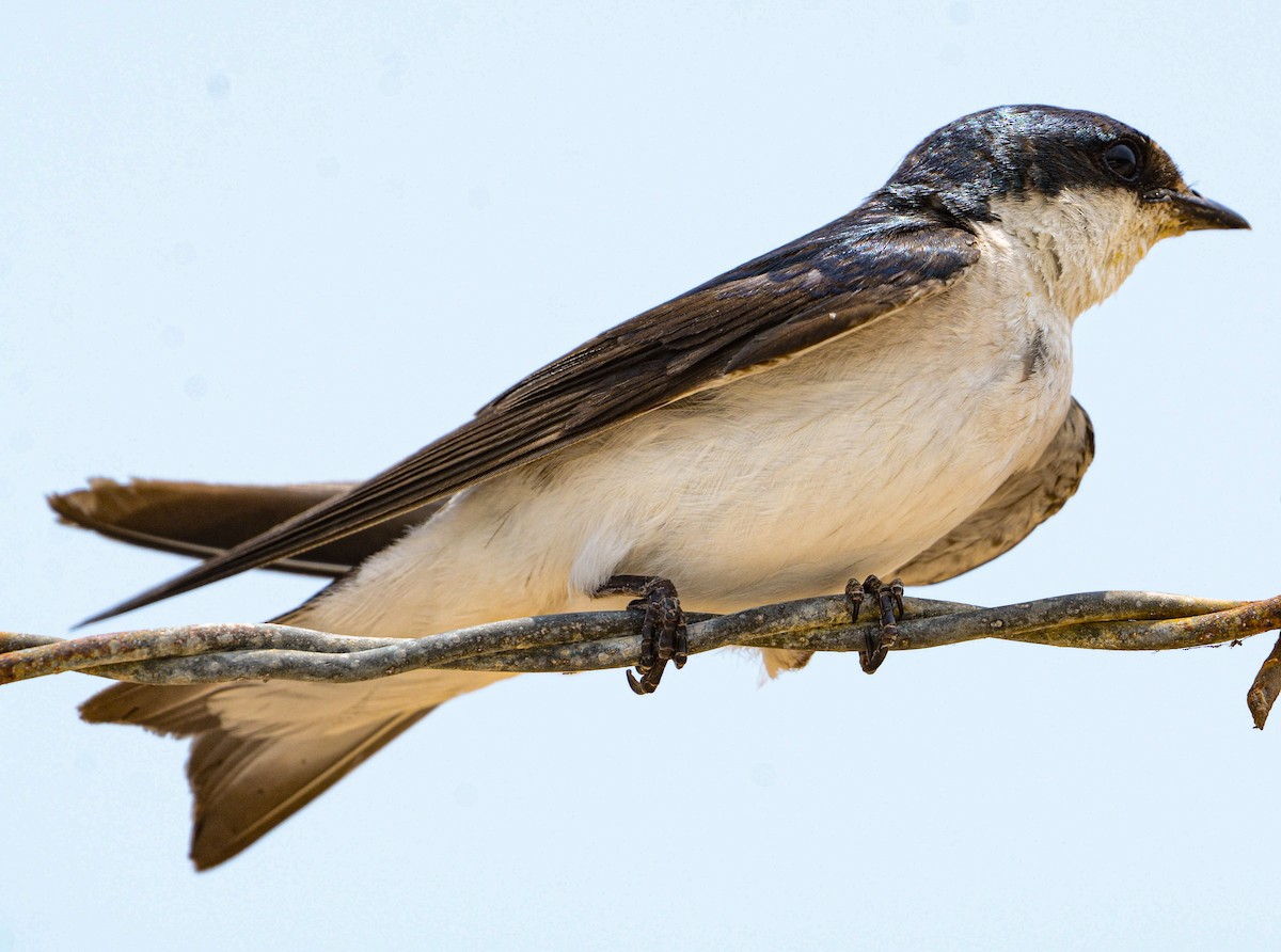Mangrove Swallow - Jeffry Morataya