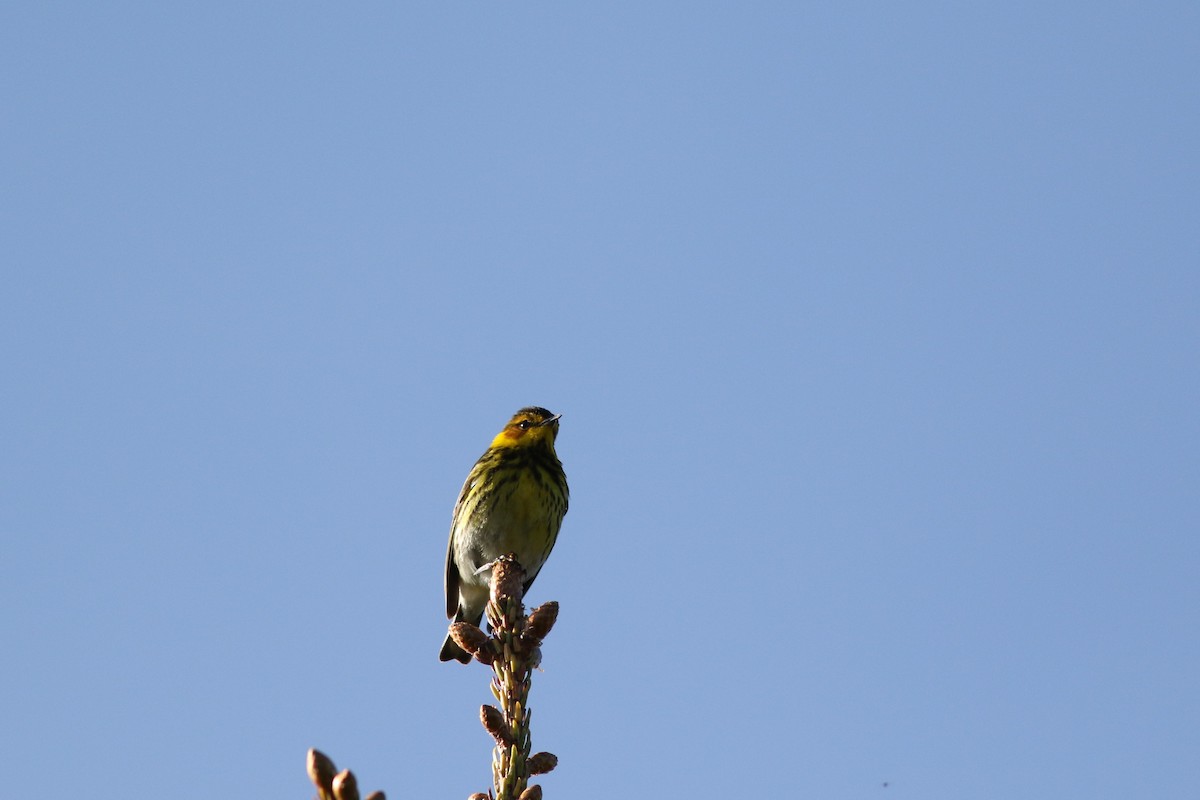 Cape May Warbler - Lily Morello