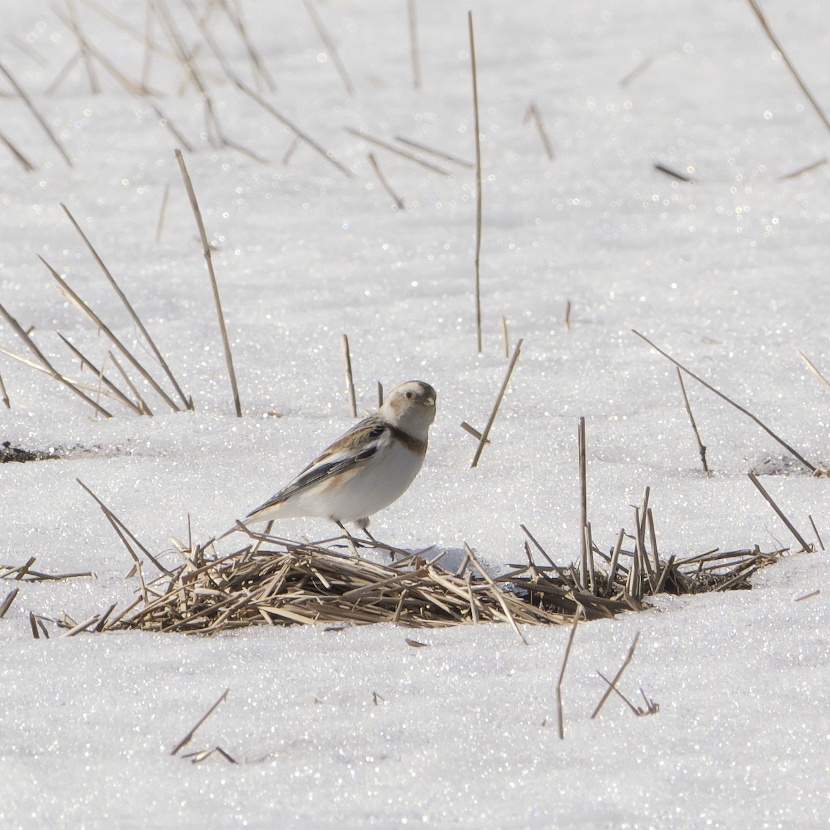 Snow Bunting - Guillaume Charette