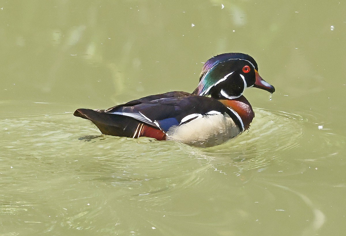 Wood Duck - Daniel Murphy