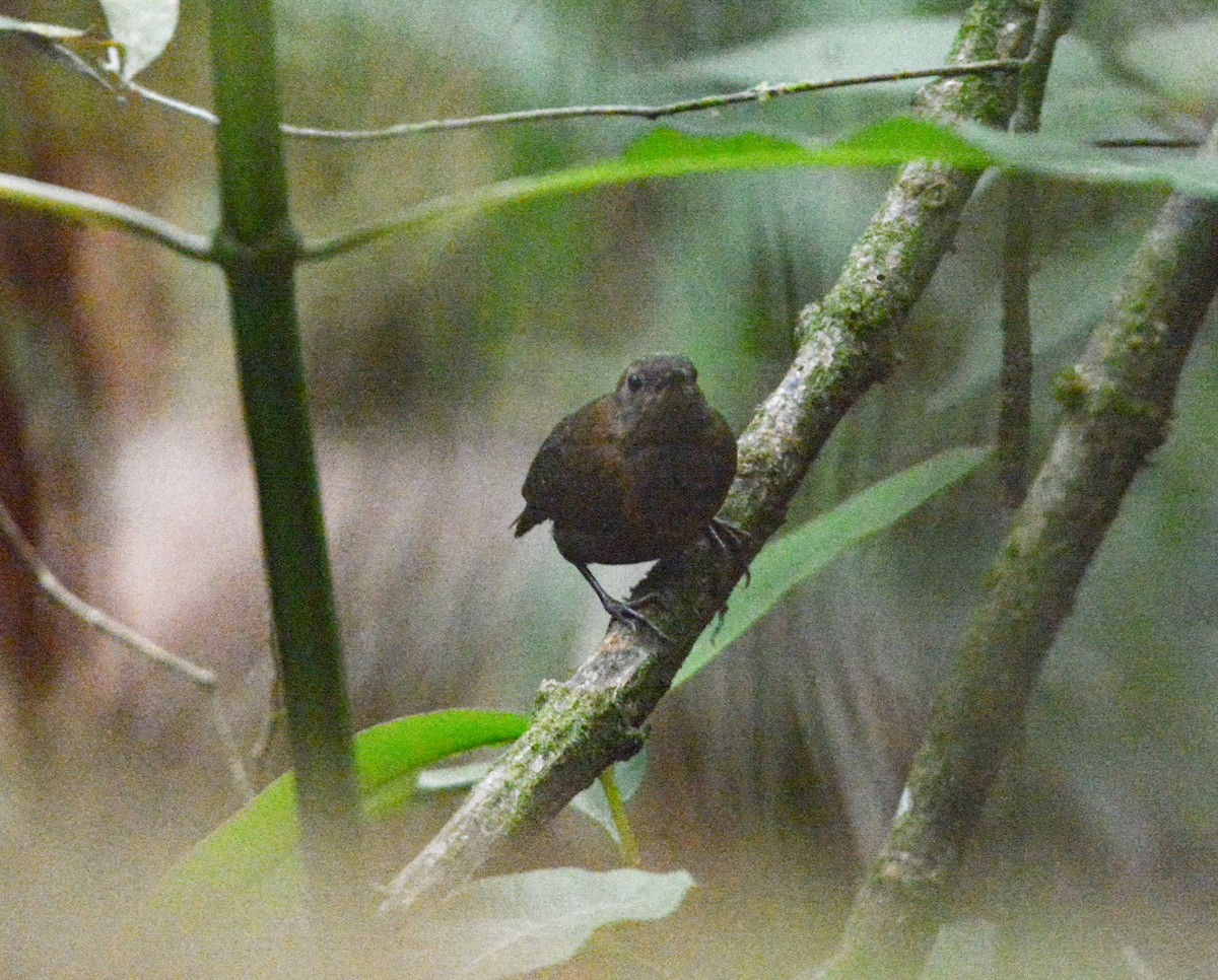 Nightingale Wren - Jeffry Morataya