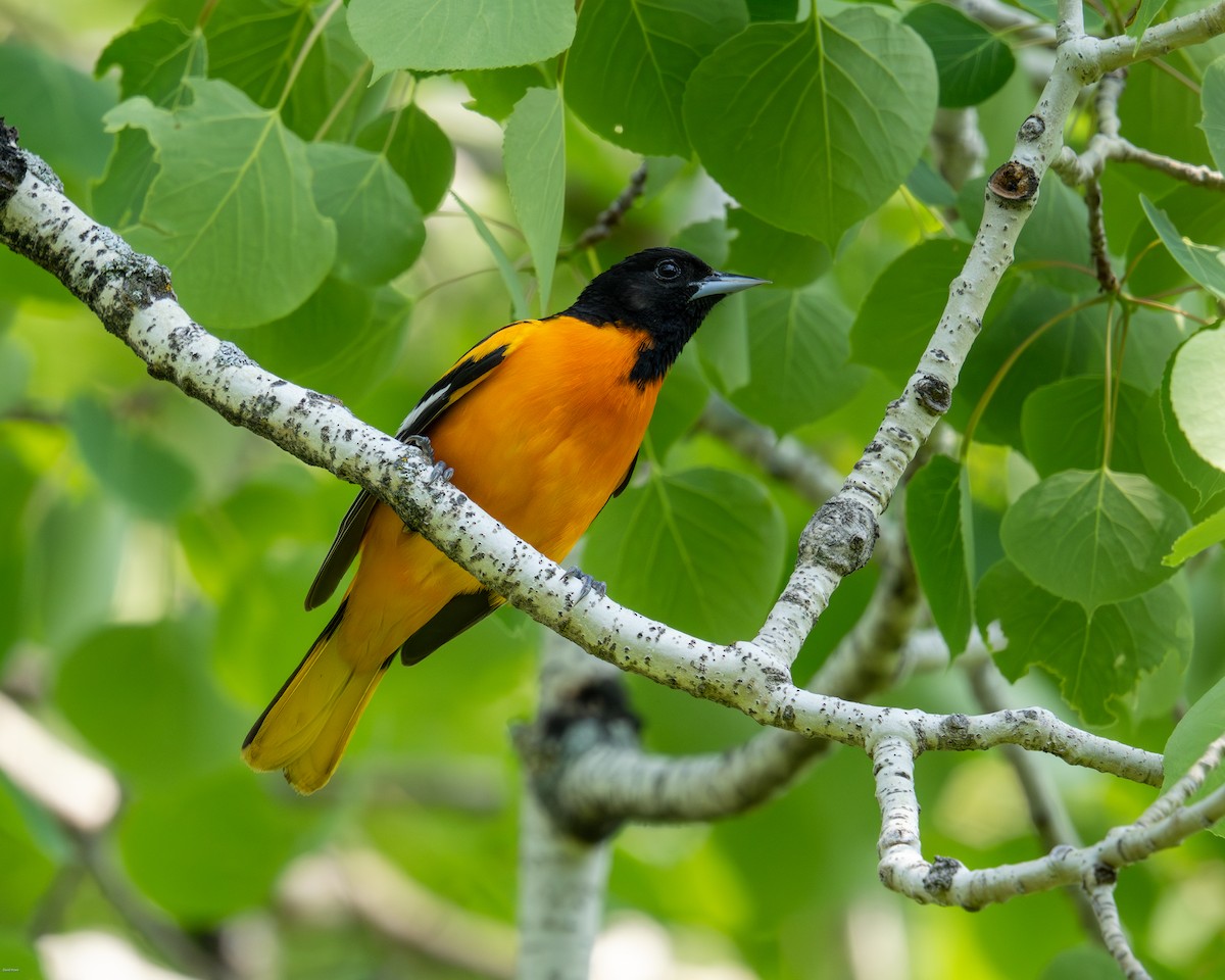 Baltimore Oriole - David Howe & Rosanne Dawson