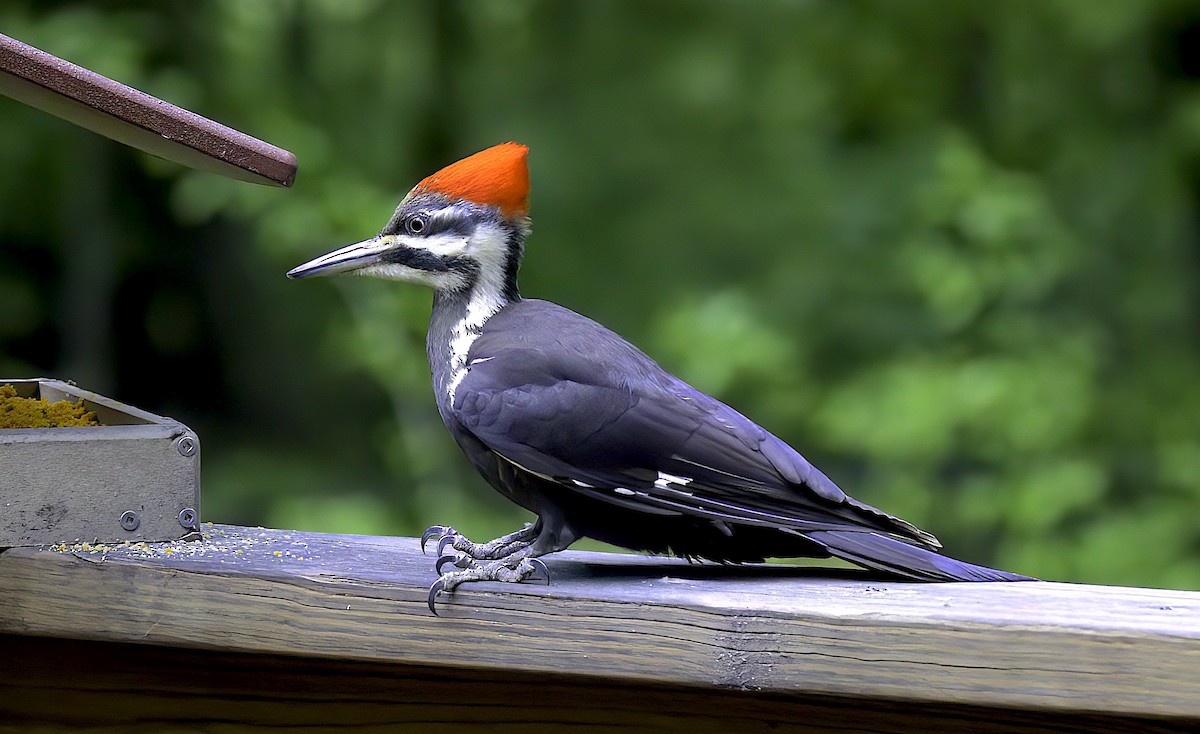 Pileated Woodpecker - Mandy Talpas -Hawaii Bird Tours