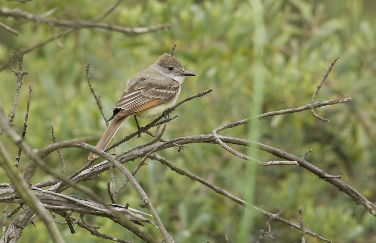 Ash-throated Flycatcher - Bridget Spencer