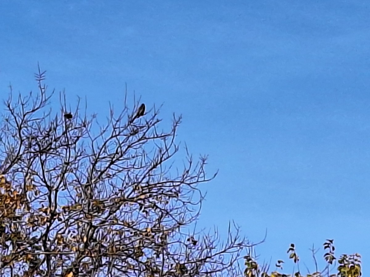 Red Wattlebird - Anonymous