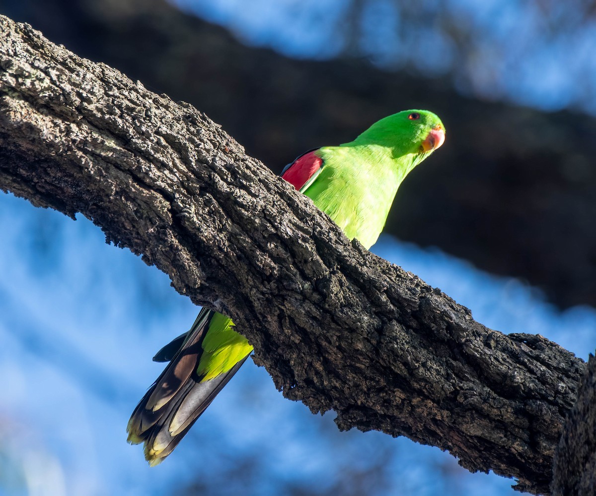 Red-winged Parrot - Gordon Arthur