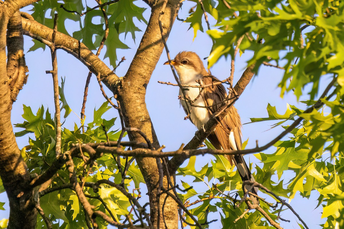 Yellow-billed Cuckoo - Joshua Malbin