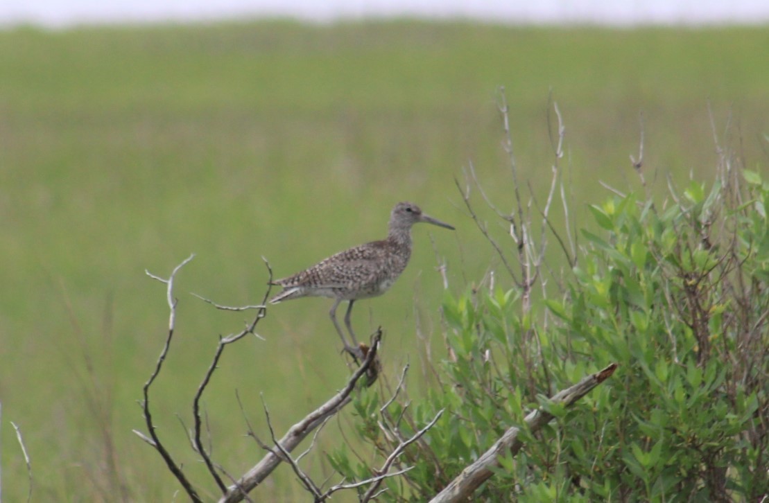 Willet - Deborah  Hansen