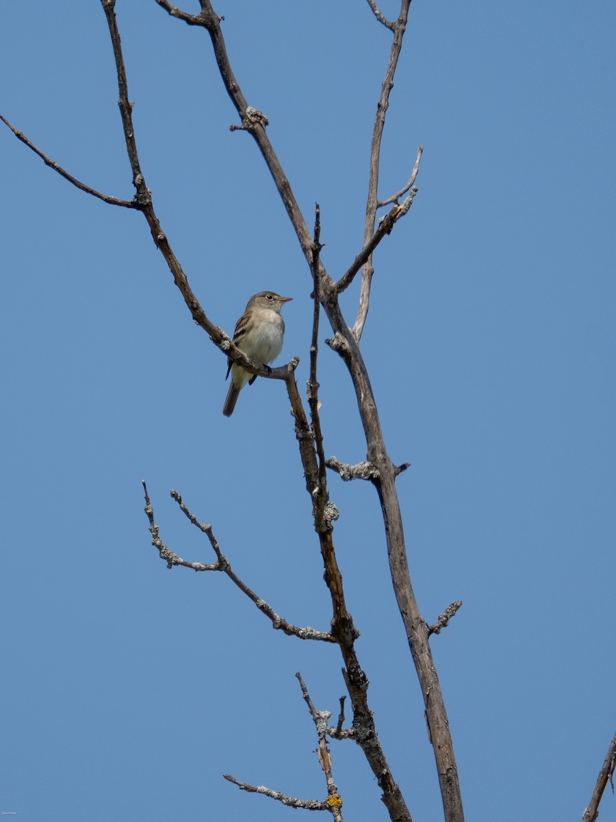 Willow Flycatcher - David Howe & Rosanne Dawson