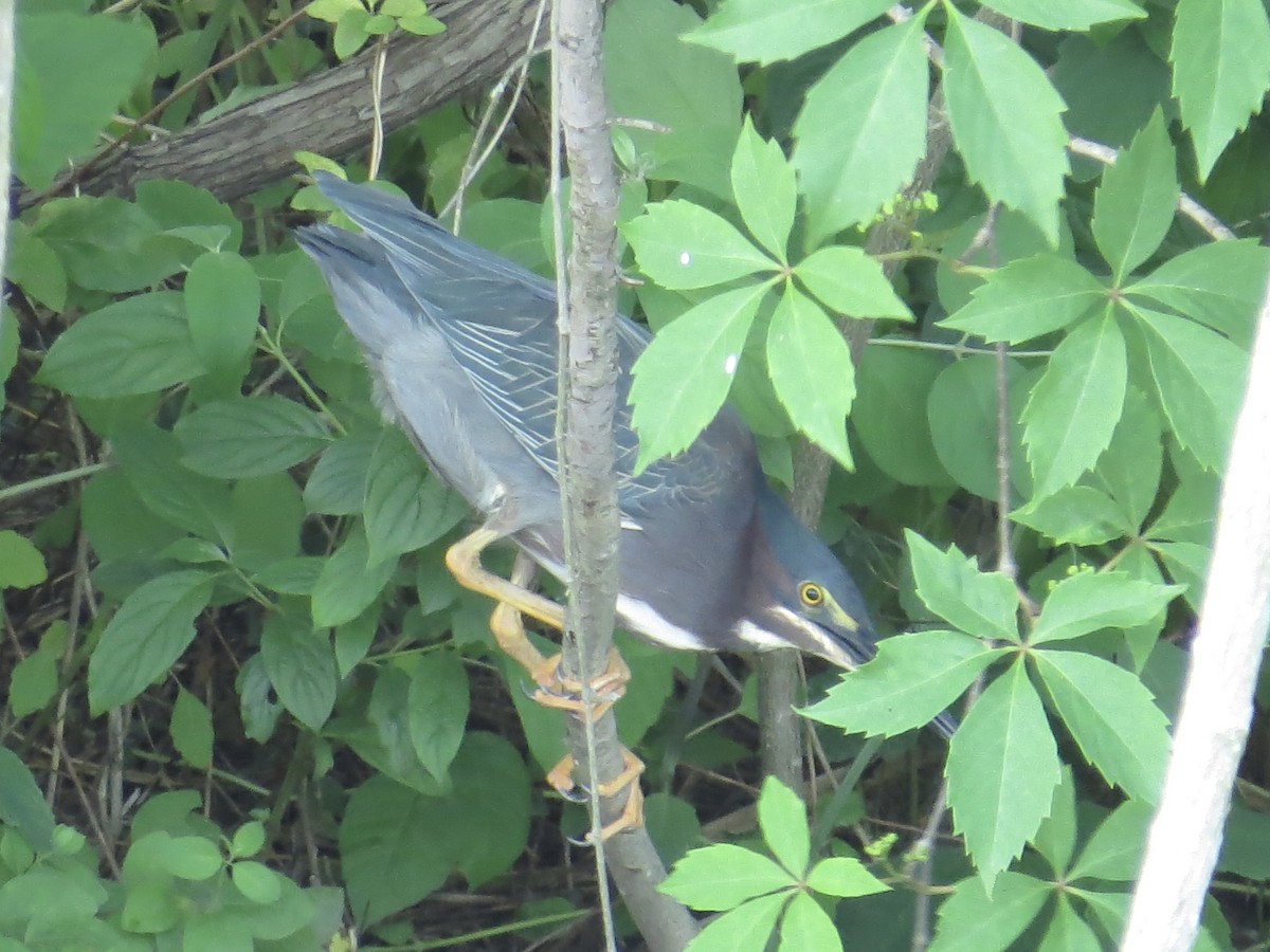 Green Heron - Tim Carney