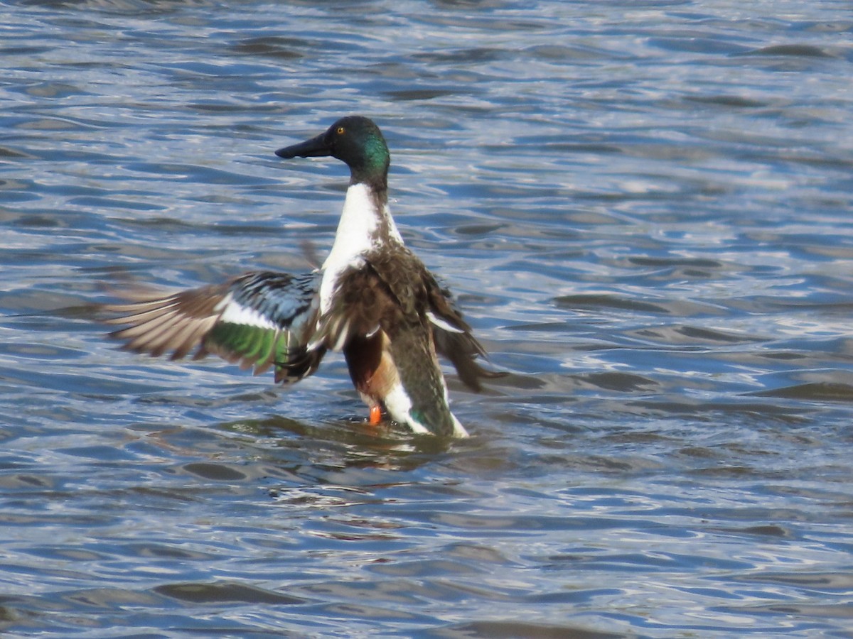 Northern Shoveler - Robert (Bob) Richards