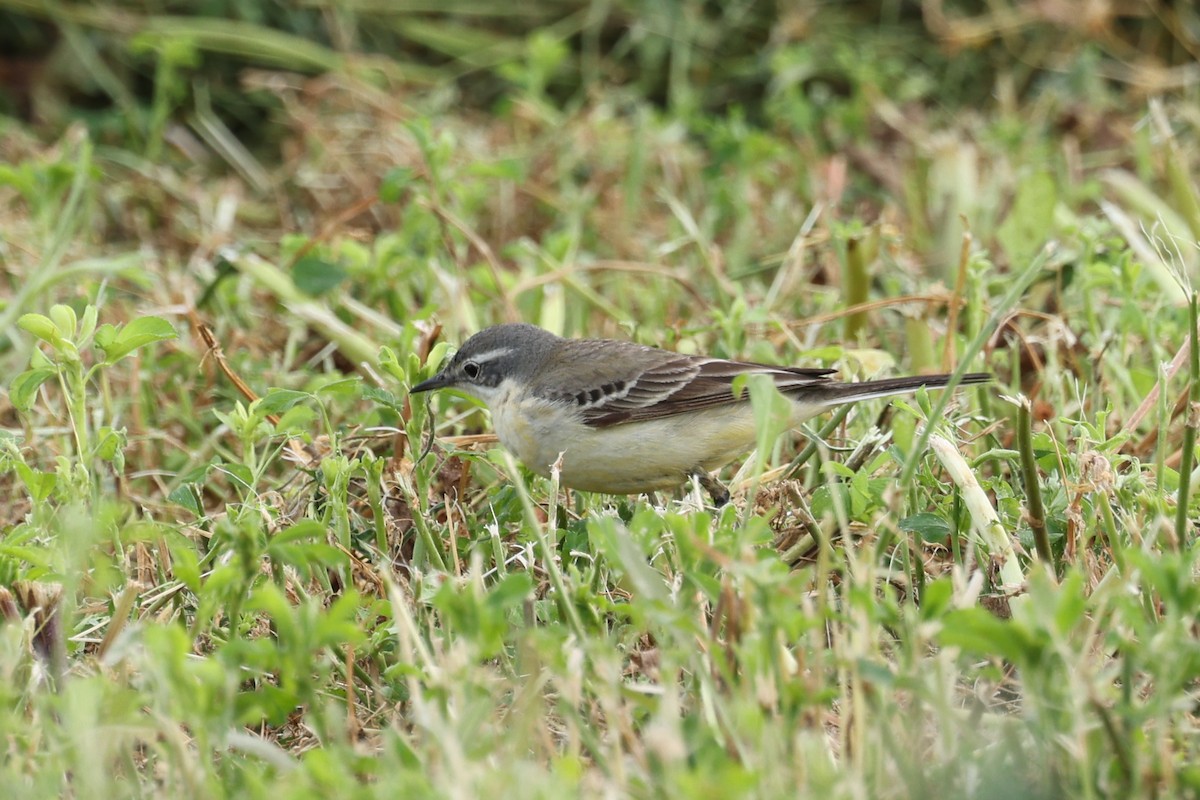 Western Yellow Wagtail - Ian Thompson