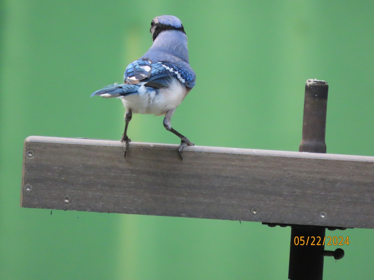 Blue Jay - Susan Leake