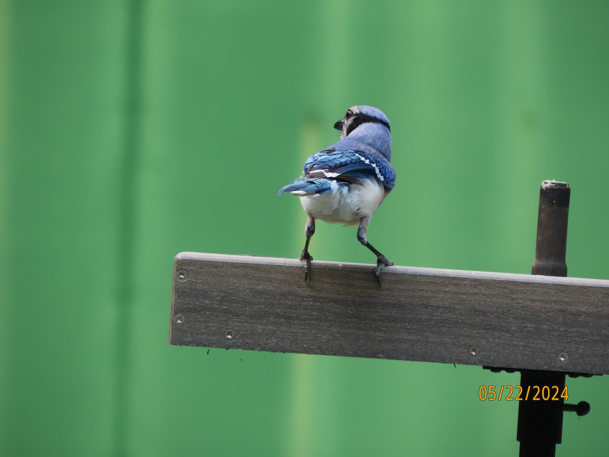 Blue Jay - Susan Leake