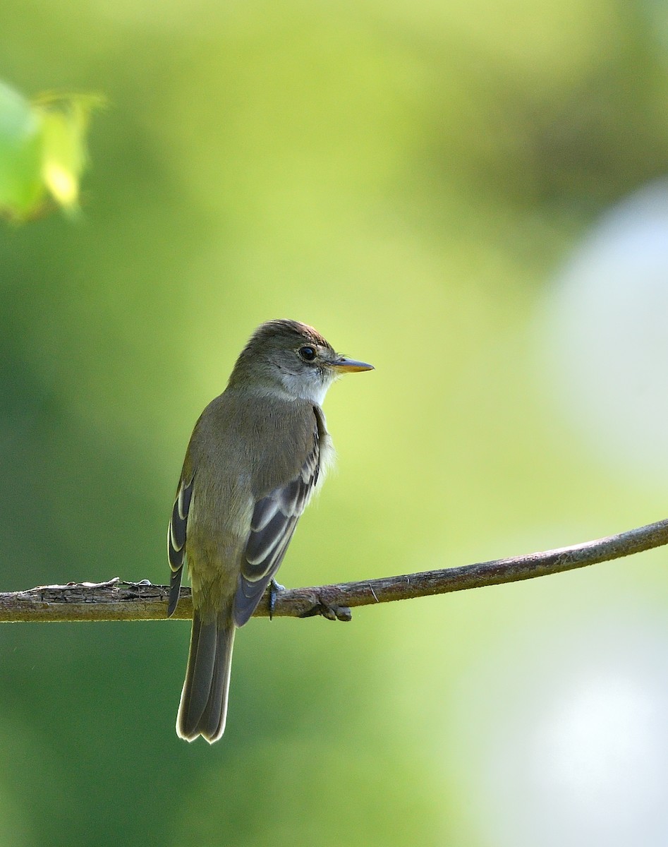 Willow Flycatcher - Jaime Thomas