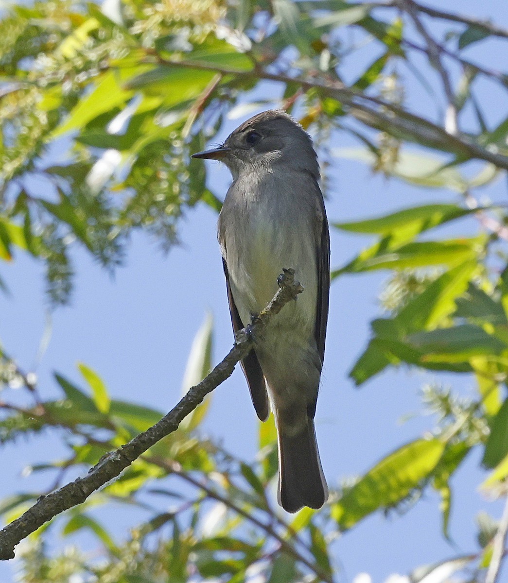 Western Wood-Pewee - Daniel Murphy