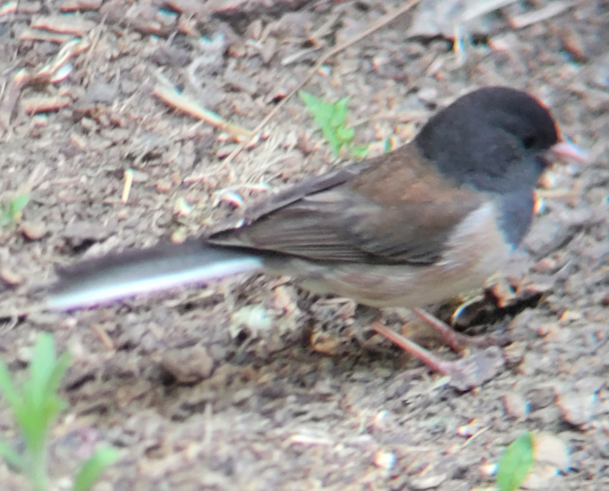 Dark-eyed Junco (Oregon) - ML619467533