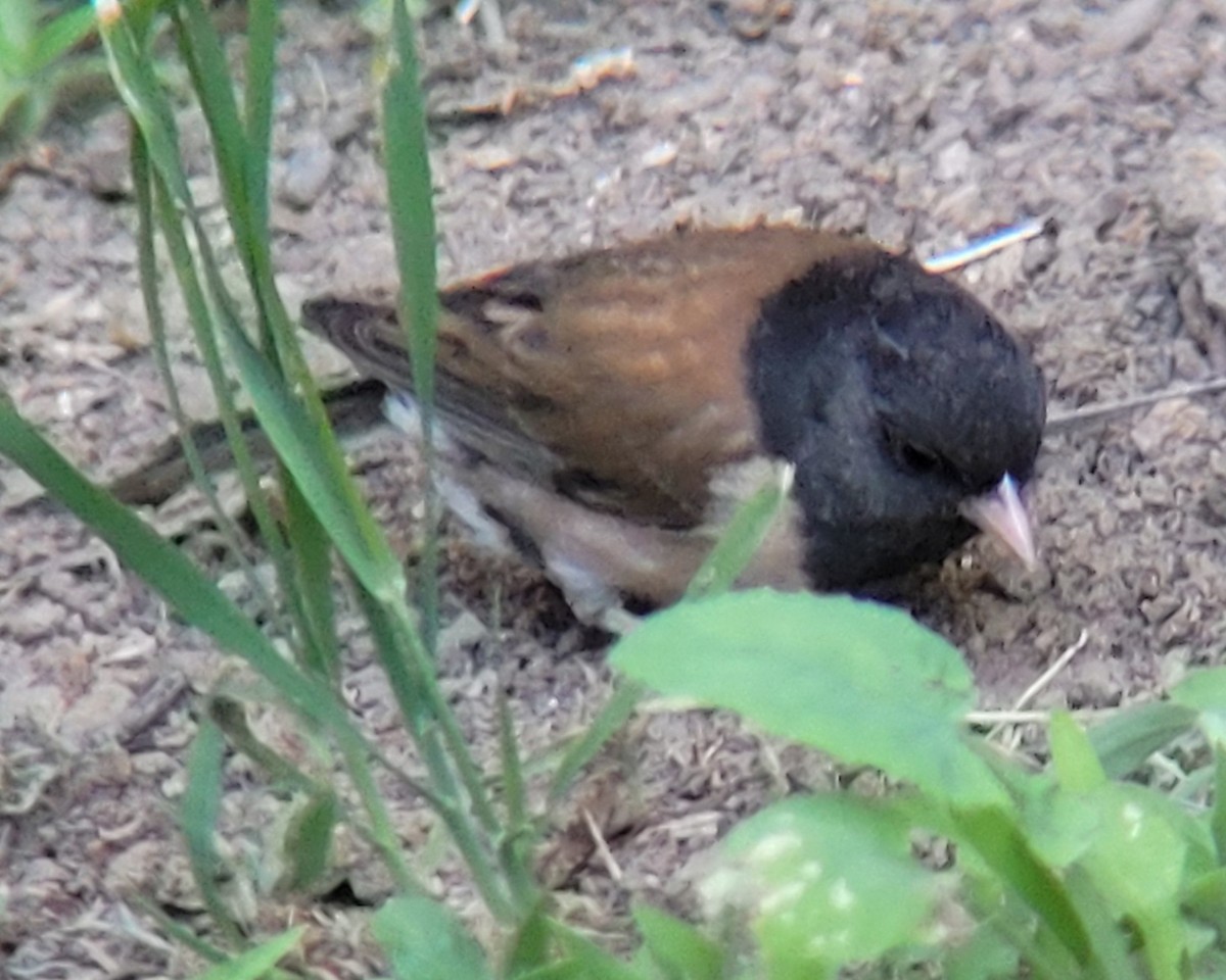 Dark-eyed Junco (Oregon) - Konshau Duman