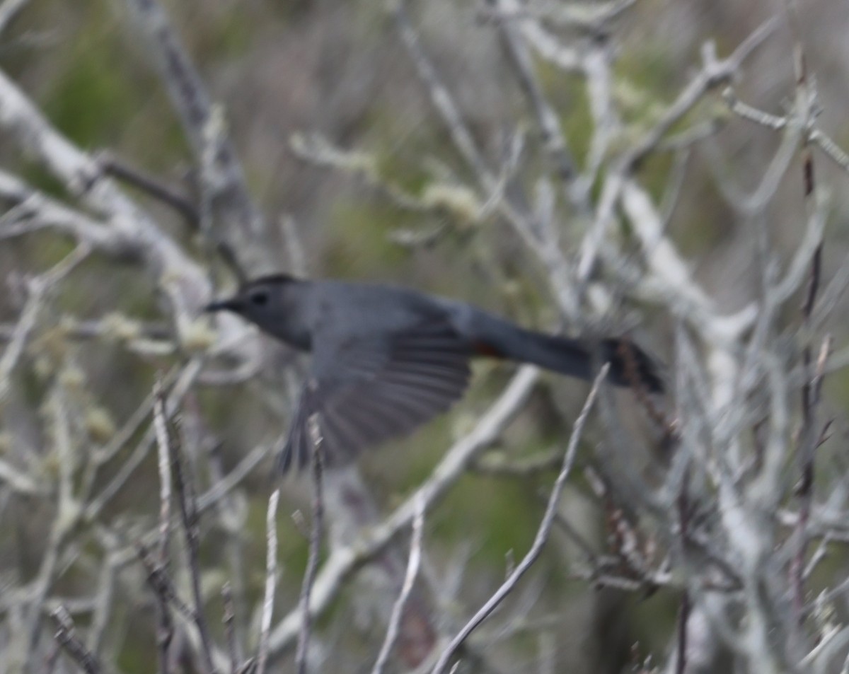 Gray Catbird - burton balkind
