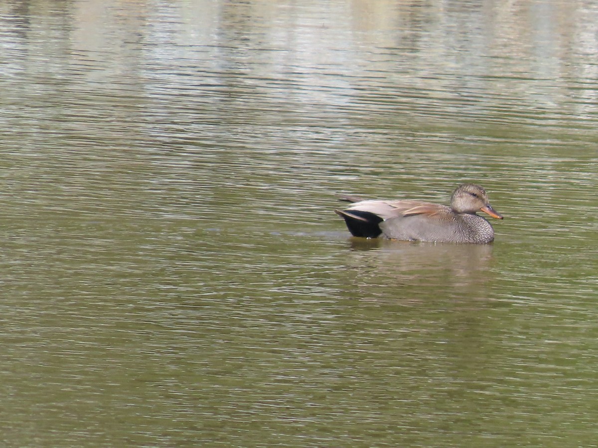 Gadwall - Robert (Bob) Richards