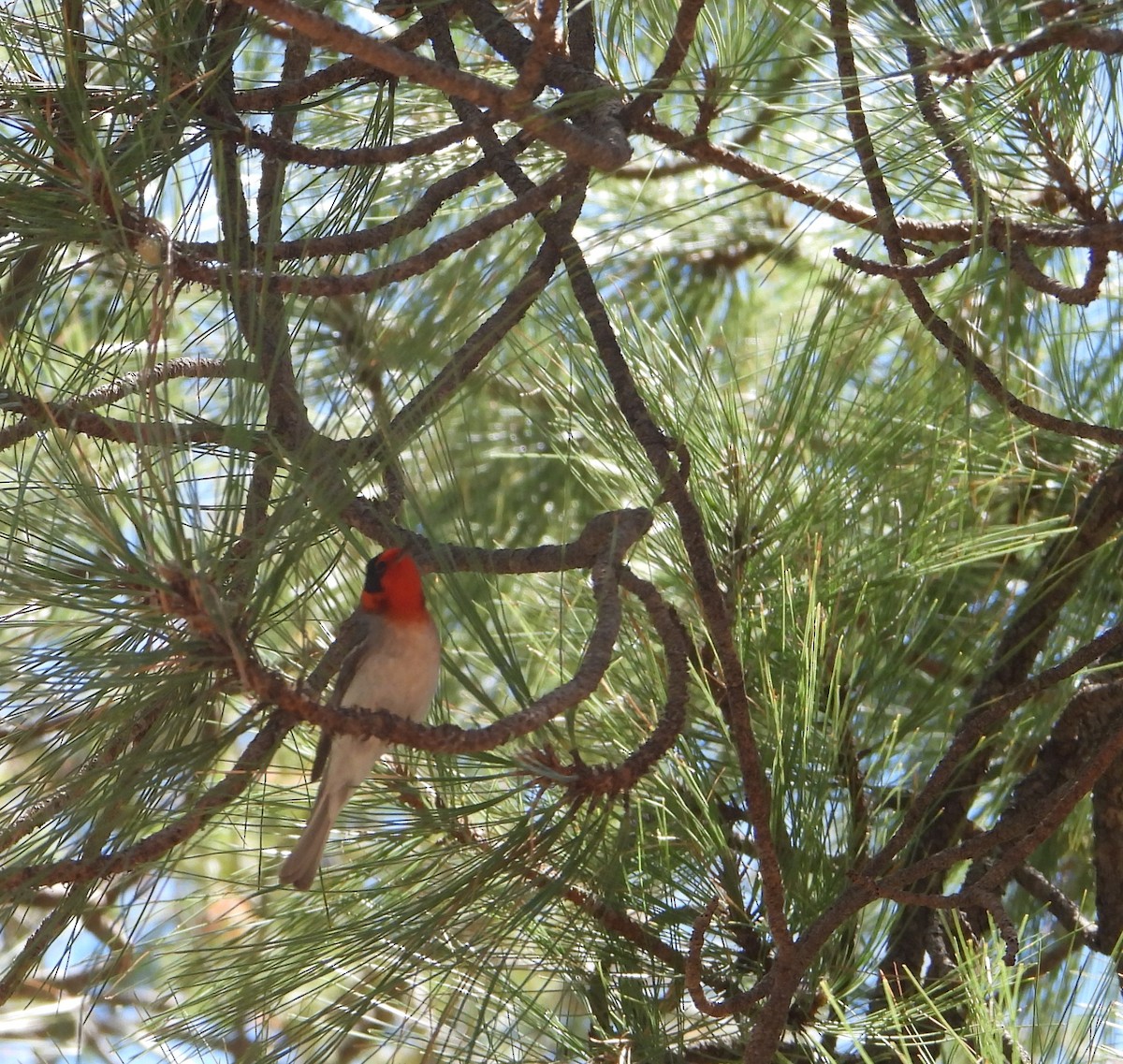 Red-faced Warbler - Cynthia Elder