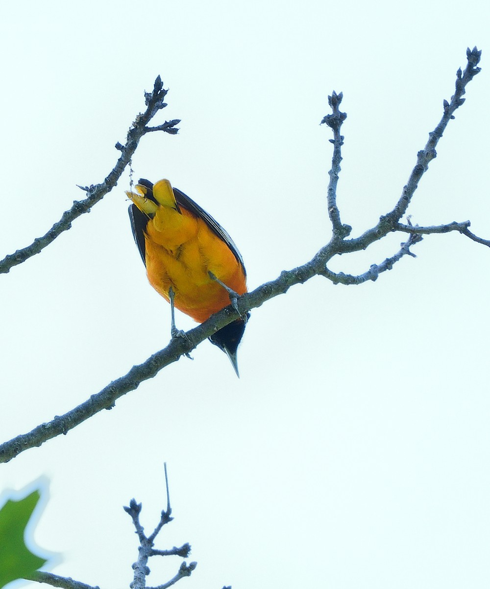 Baltimore Oriole - Jaime Thomas