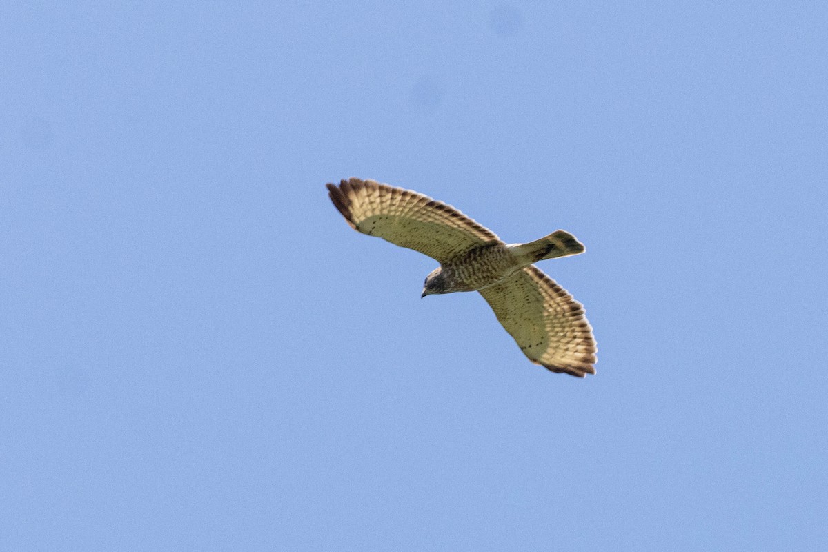 Broad-winged Hawk - Joshua Malbin