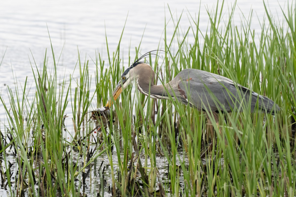 Great Blue Heron - ML619467549