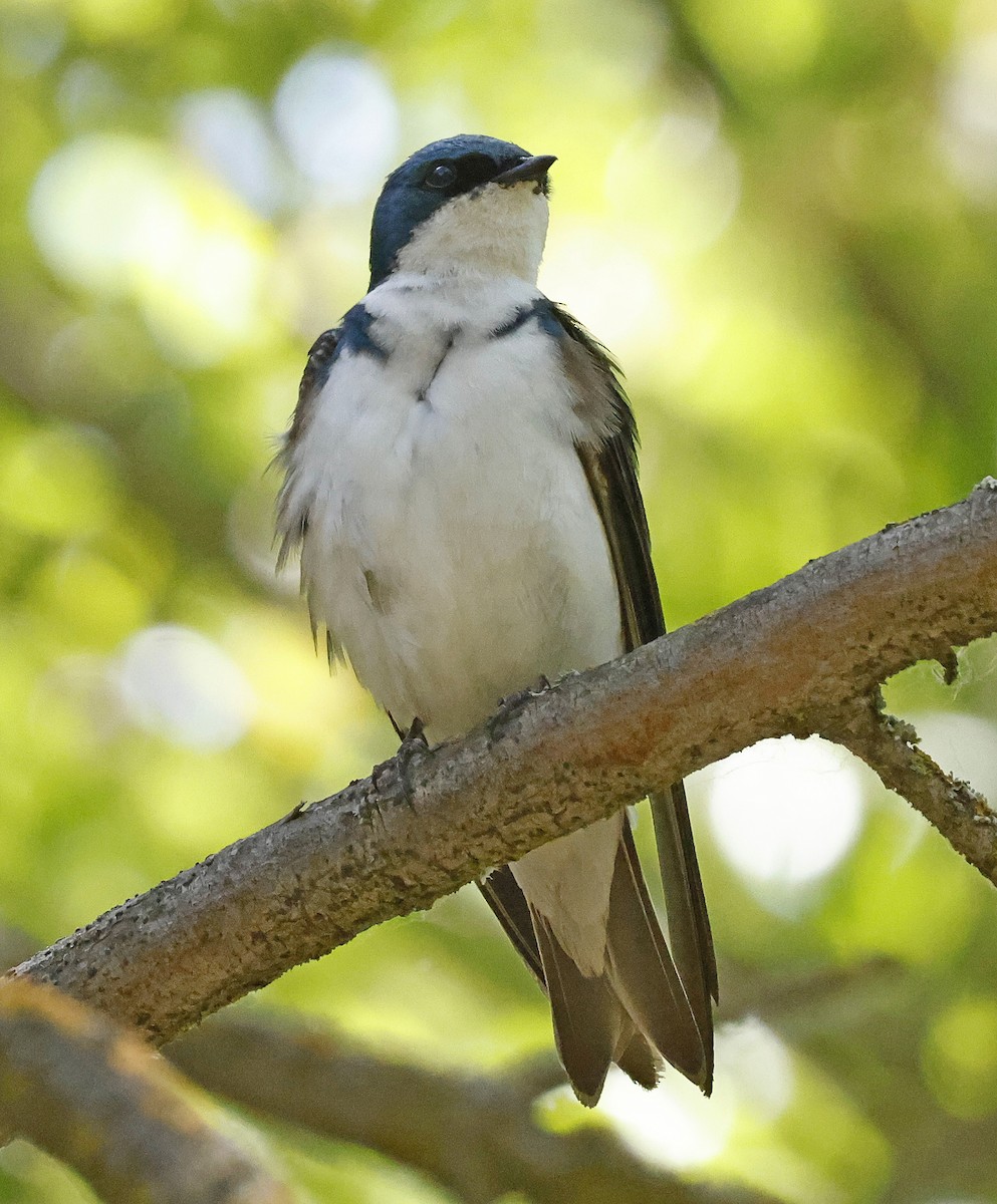 Tree Swallow - Daniel Murphy