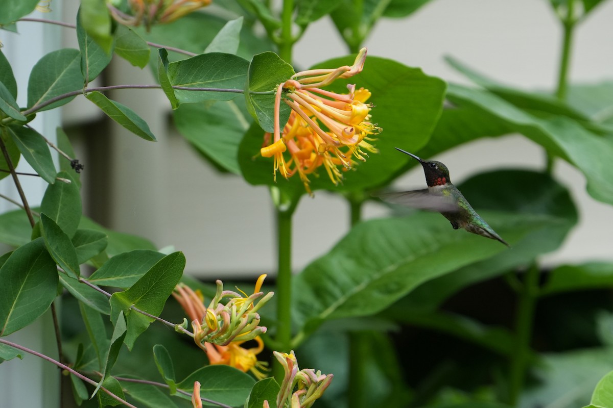 Ruby-throated Hummingbird - Will Cihula