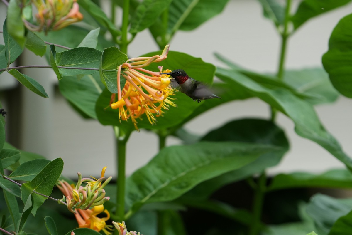 Ruby-throated Hummingbird - Will Cihula