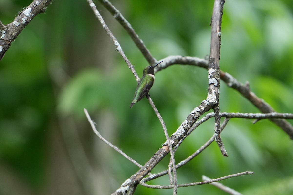 Ruby-throated Hummingbird - Will Cihula