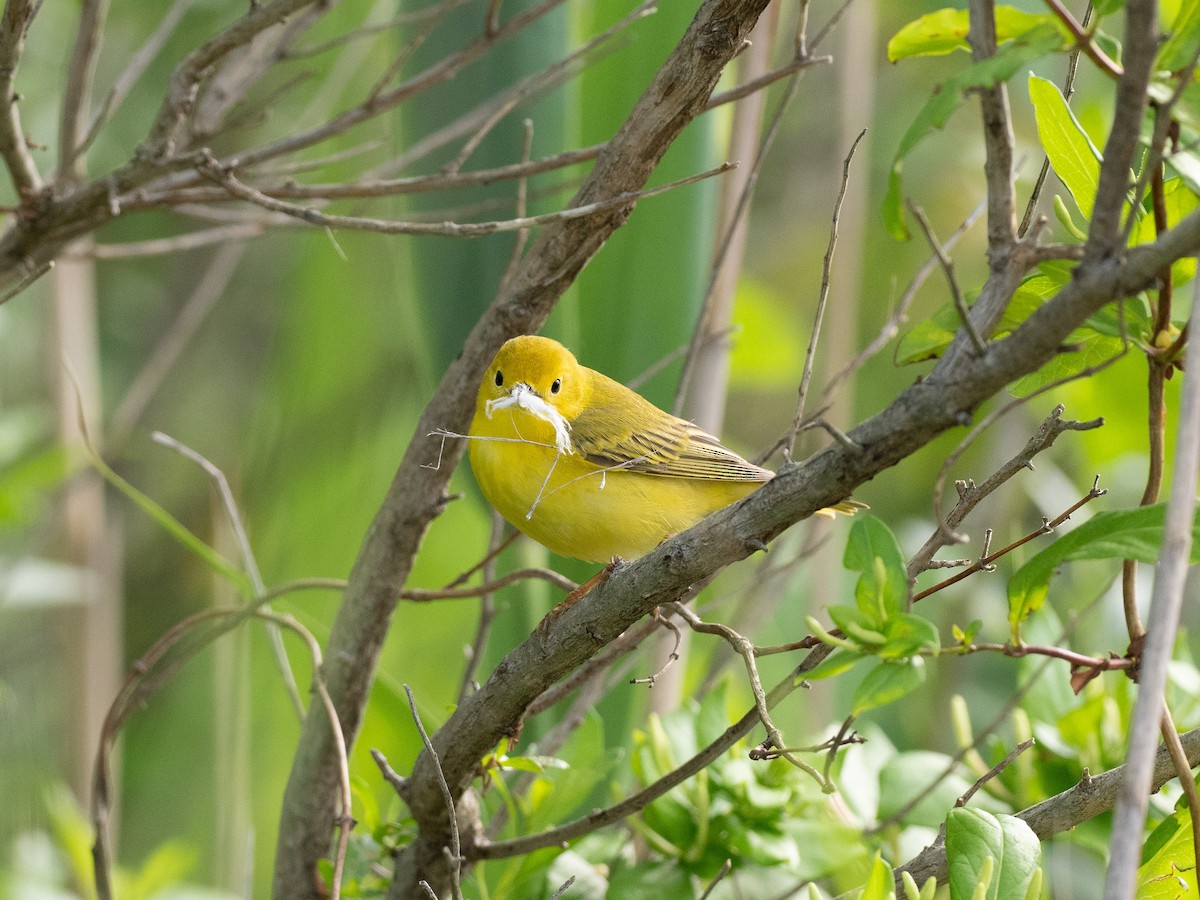 Yellow Warbler - Jeff Smith