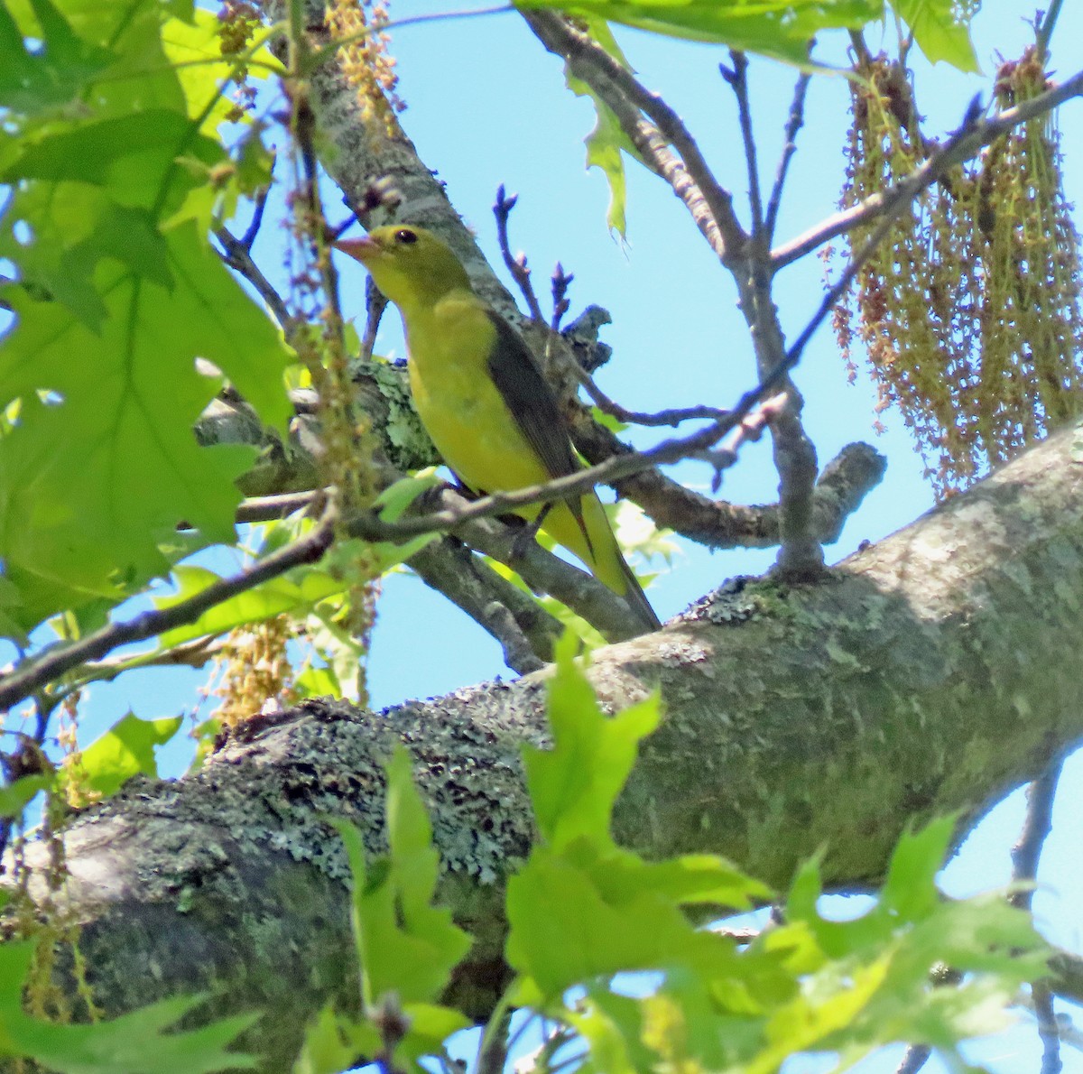 Scarlet Tanager - Shilo McDonald