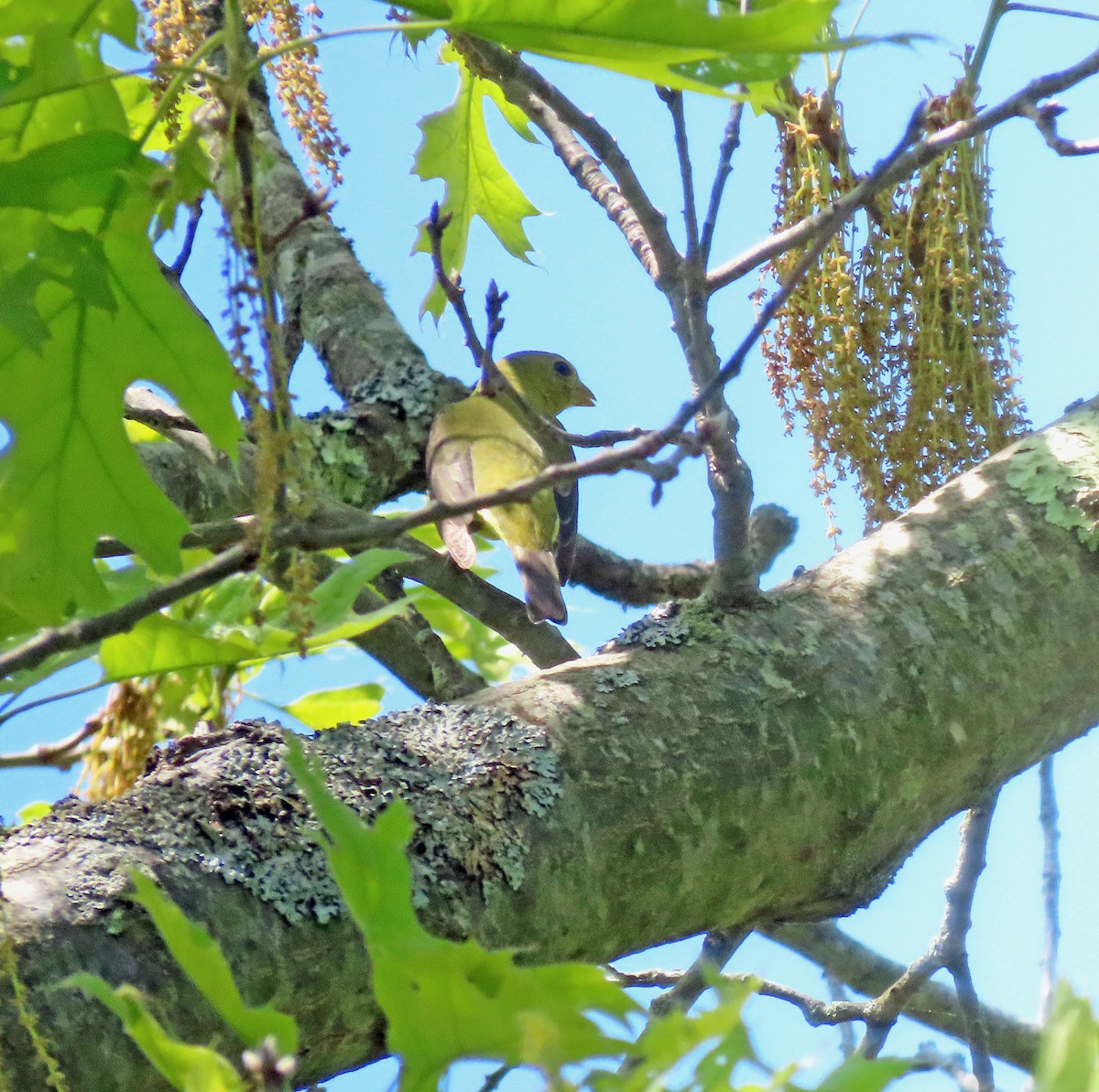 Scarlet Tanager - Shilo McDonald