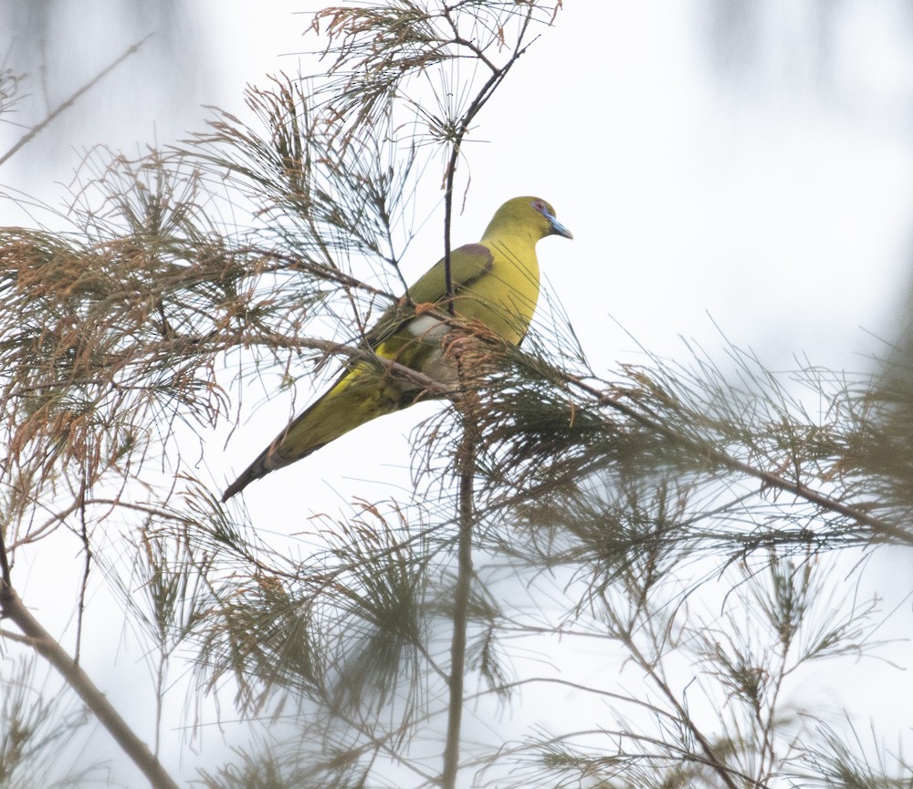 Yellow-vented Green-Pigeon - Lindy Fung
