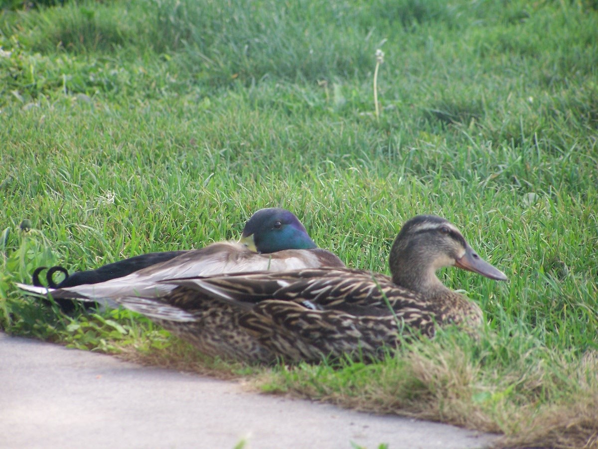 Mallard - Jonathan Saluone, Junior