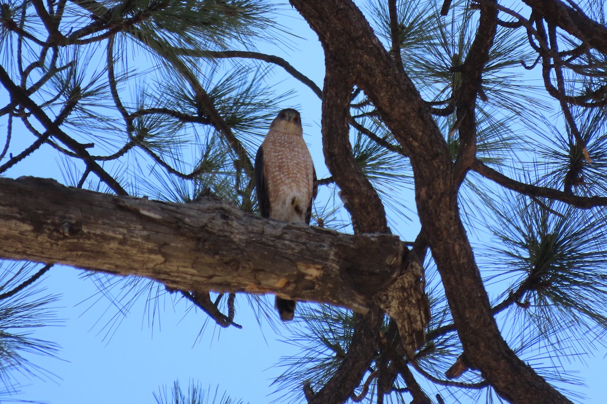 Cooper's Hawk - Becky Turley