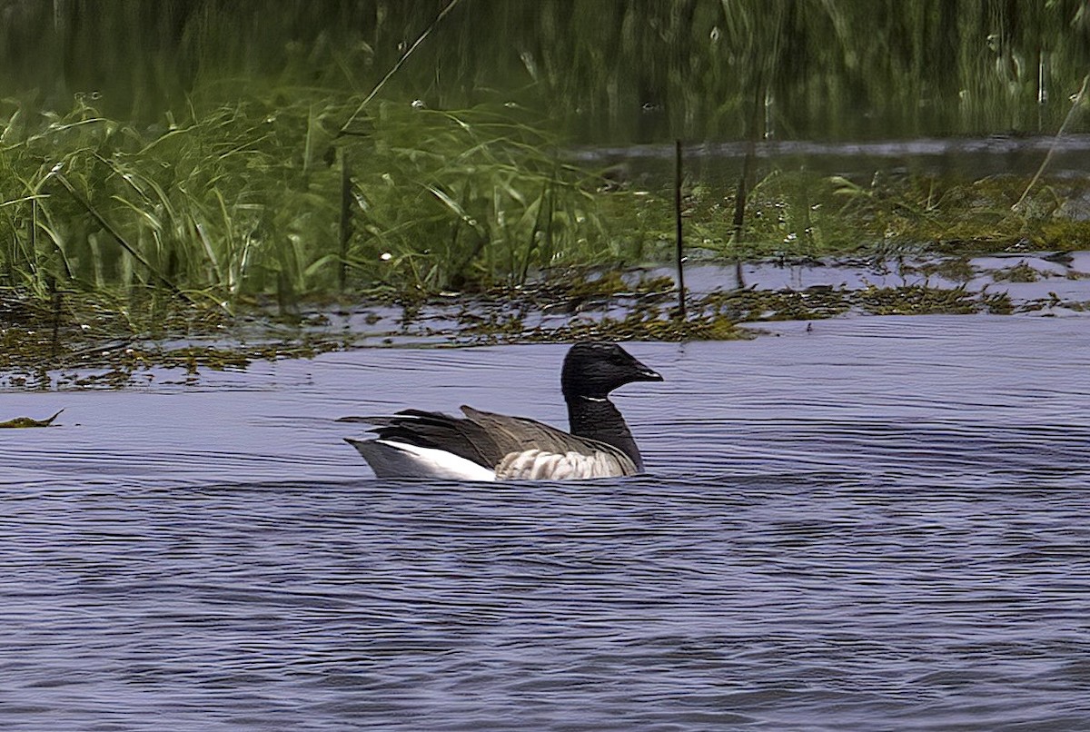 Brant (Atlantic) - ML619467594