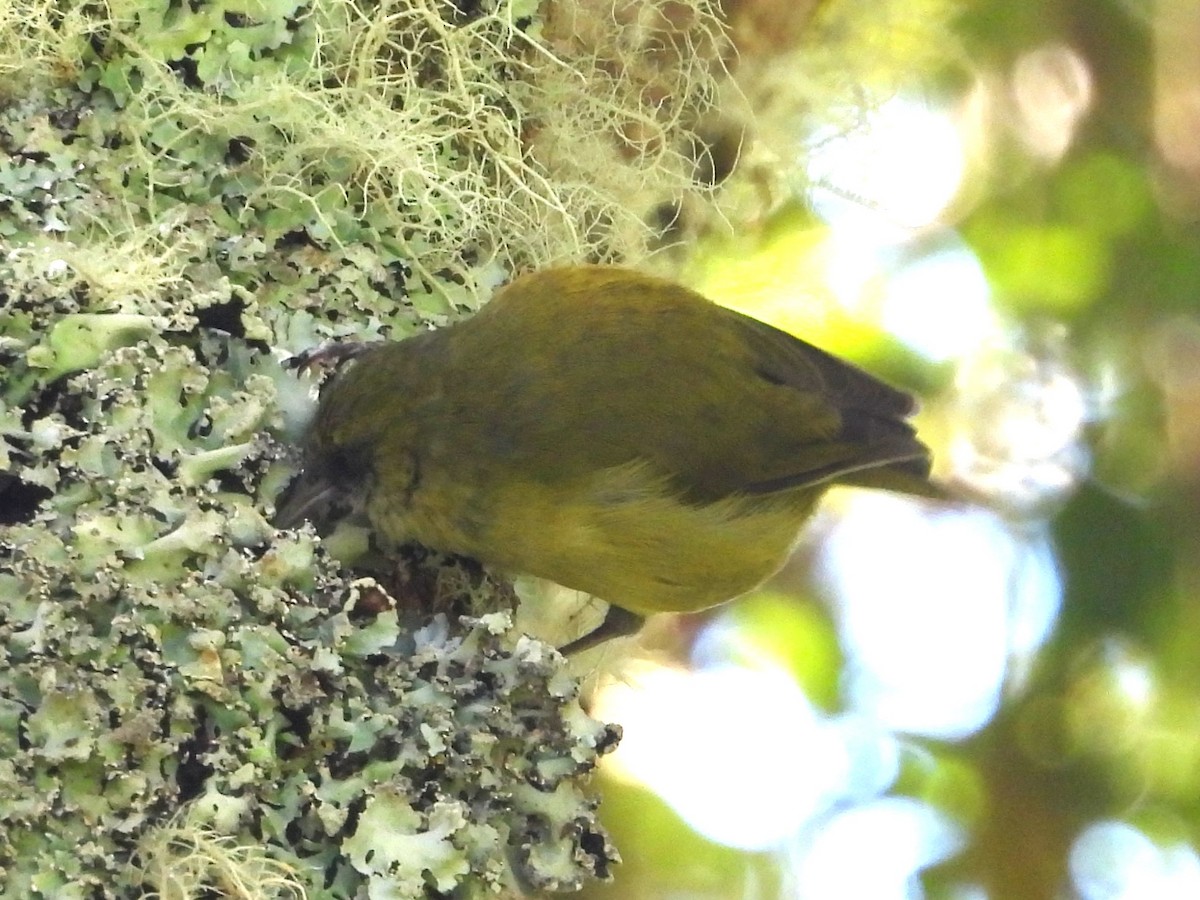 Mana-Akepakleidervogel - ML619467599