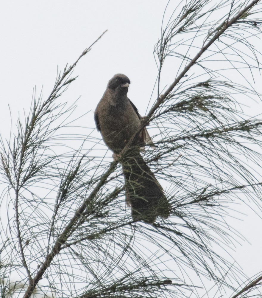 Masked Laughingthrush - Lindy Fung