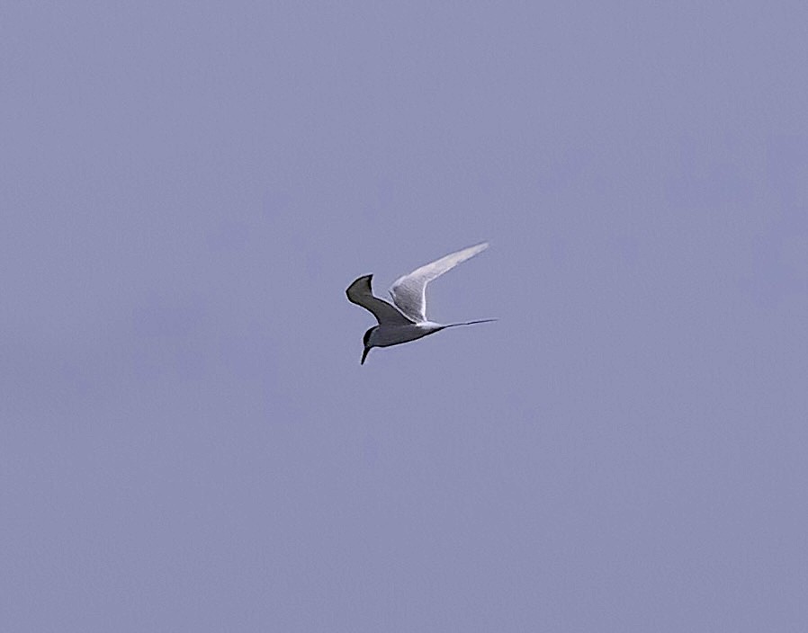 Least Tern - Mandy Talpas -Hawaii Bird Tours