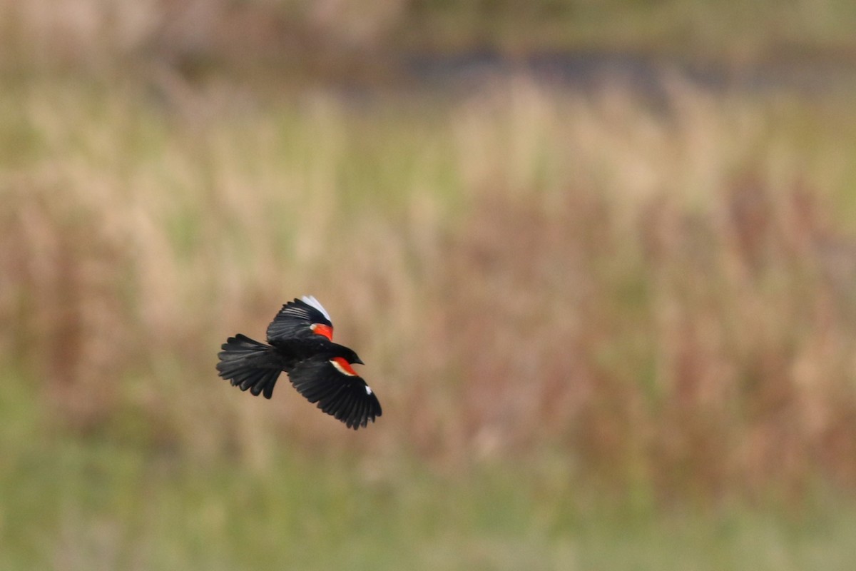Red-winged Blackbird - Lily Morello