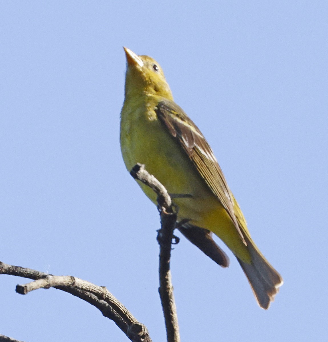 Western Tanager - Daniel Murphy