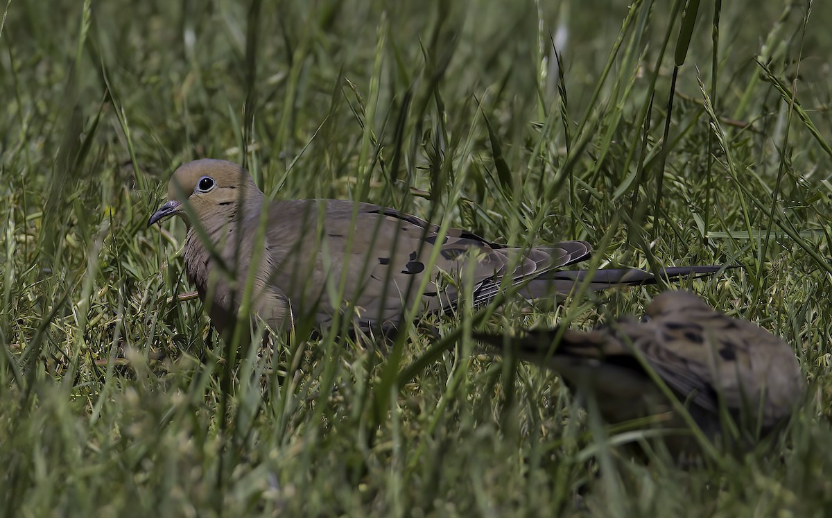 Mourning Dove - Mandy Talpas -Hawaii Bird Tours