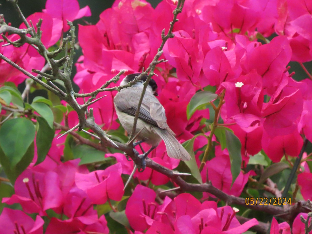 Carolina Chickadee - Susan Leake