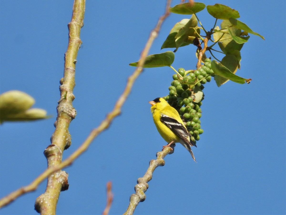 American Goldfinch - ML619467624