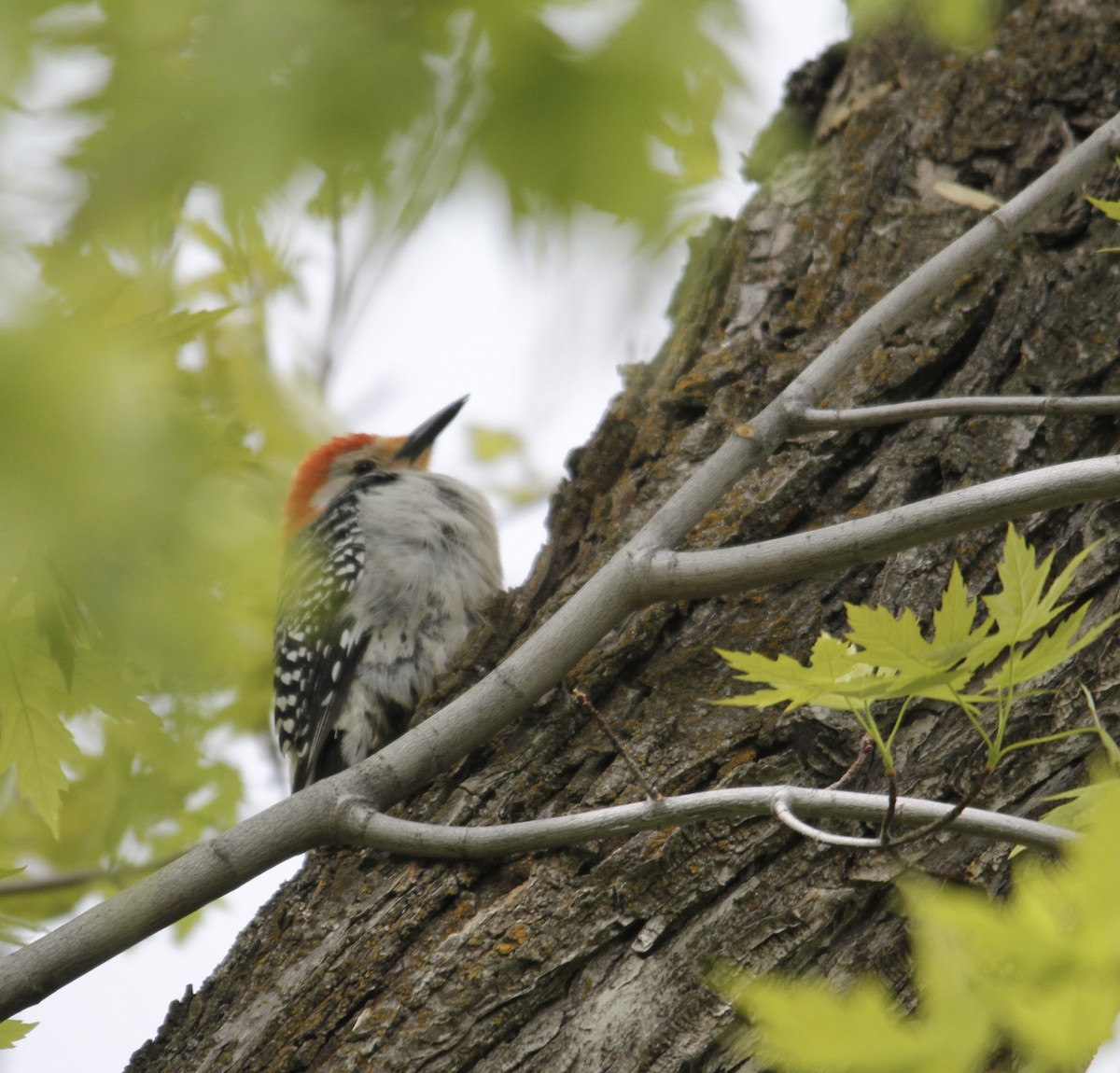 Red-bellied Woodpecker - Josiah Kiehl