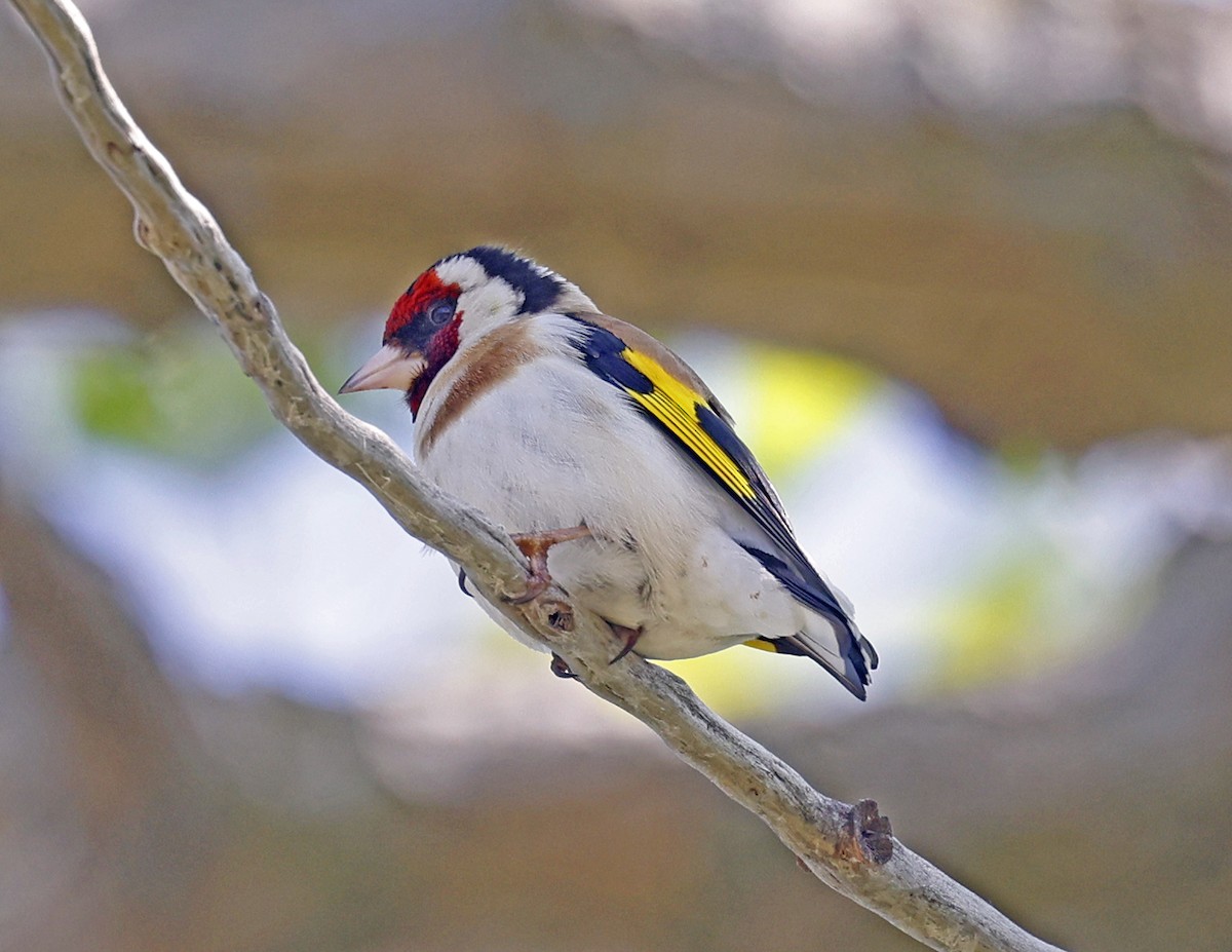 European Goldfinch - David McQuade